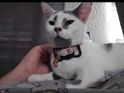 Lost Female Cat last seen Near w Riverside , Tolleson, AZ 85353