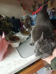 Reunited Female Cat last seen Chestnut , Seven Hills, OH 44131