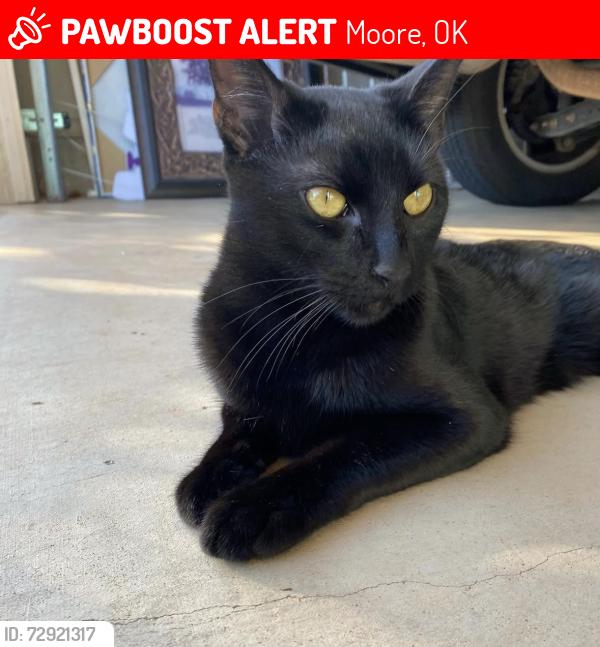 Lost Male Cat last seen Broadway Moore ok , Moore, OK 73160
