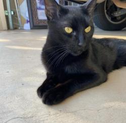 Lost Male Cat last seen Broadway Moore ok , Moore, OK 73160