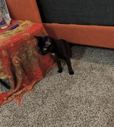 Reunited Female Cat last seen Kings hwy, Myrtle Beach, SC 29577