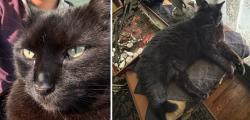 Lost Male Cat last seen close to intersection of Wilson Pike and Burke Hollow, Franklin, TN 37067