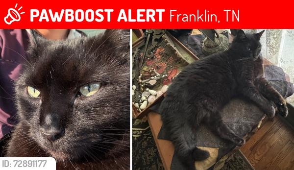 Lost Male Cat last seen close to intersection of Wilson Pike and Burke Hollow, Franklin, TN 37067
