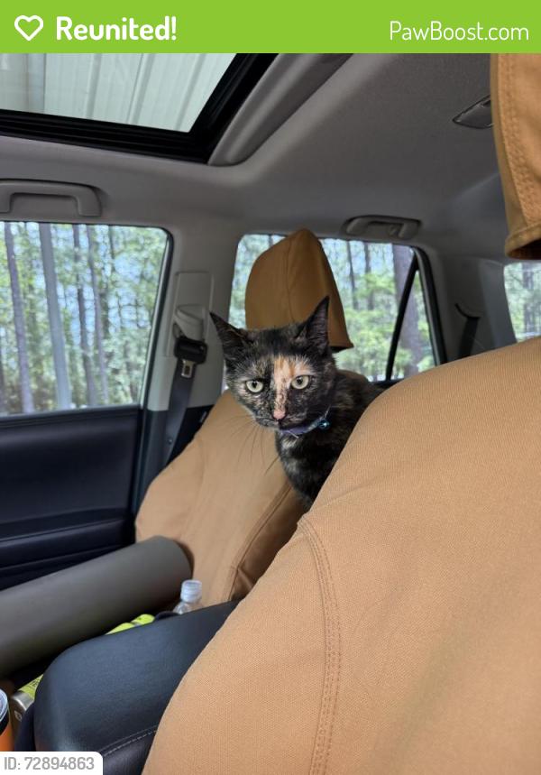 Reunited Female Cat last seen Highland trails off N Glenwood , Southern Pines, NC 28387