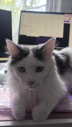Reunited Male Cat last seen Brady Street, Milwaukee, WI 53202
