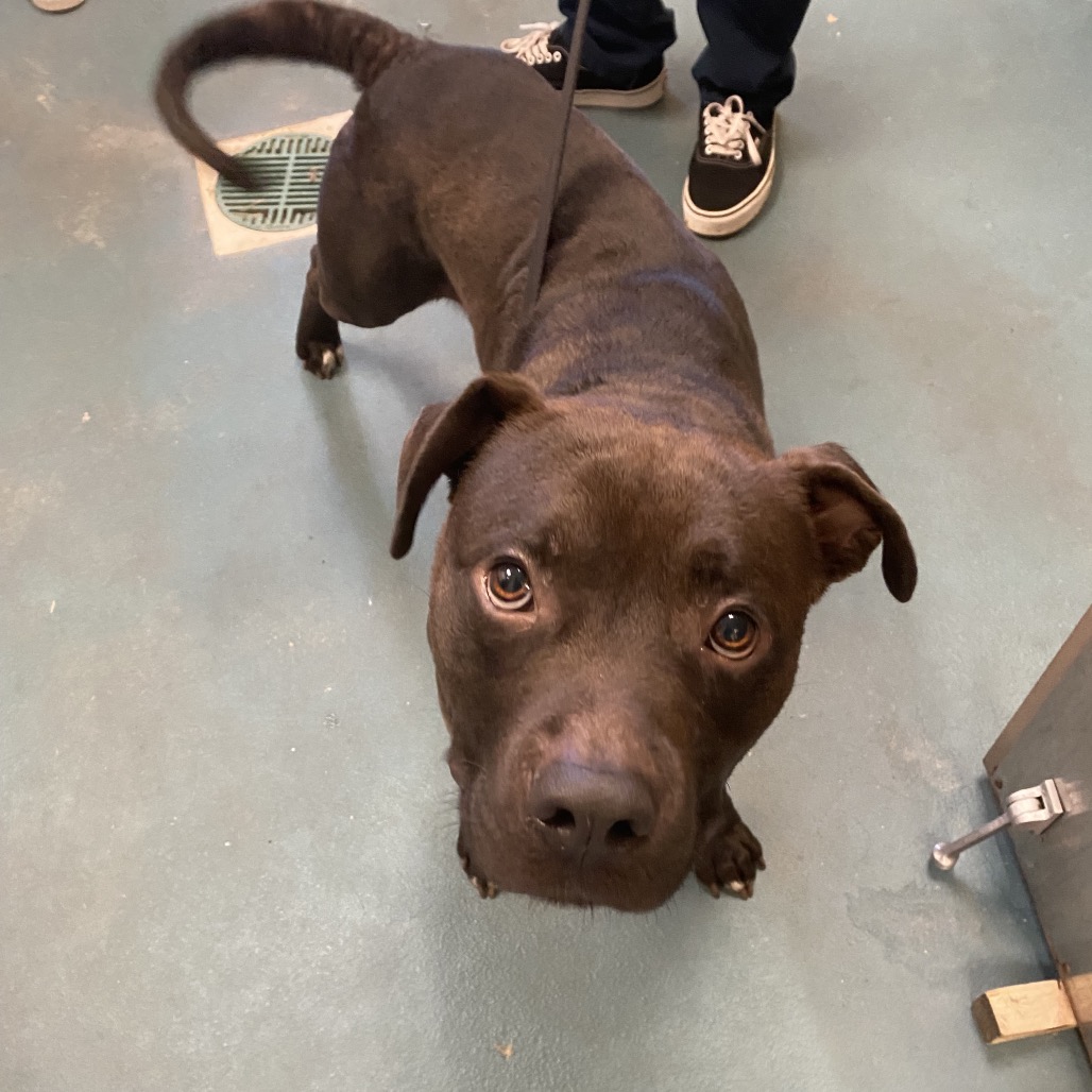 Shelter Stray Male Dog last seen , Memphis, TN 38133