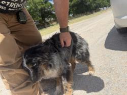 Reunited Unknown Dog last seen Near W CR-130, Midland, TX 79706, USA, Midland, TX 79706