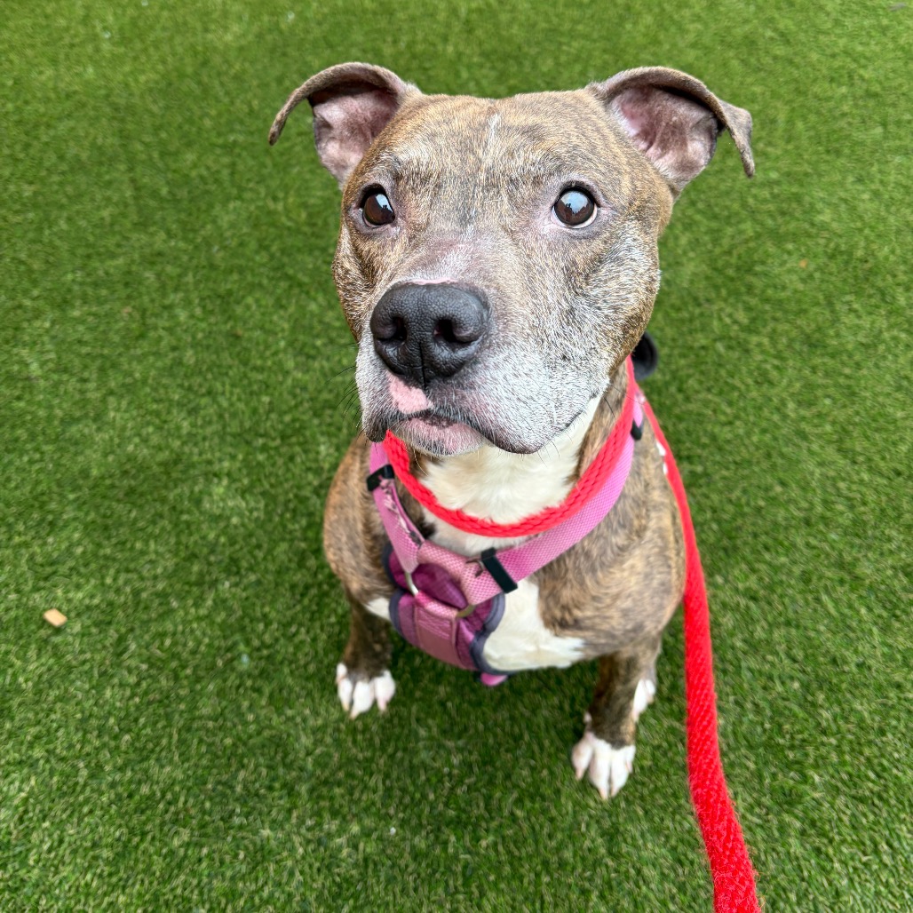 Shelter Stray Male Dog last seen , Philadelphia, PA 19140