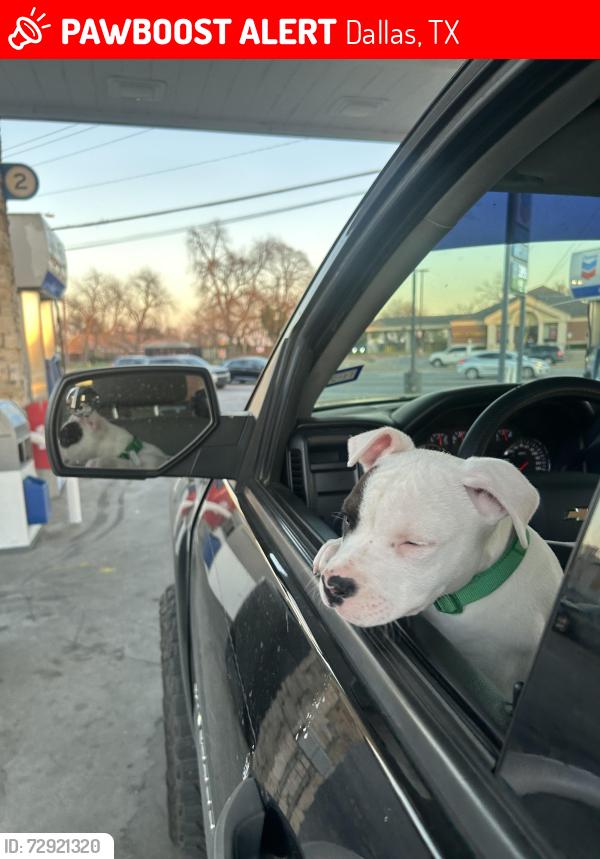 Lost Male Dog last seen around the corner, Dallas, TX 75216