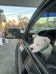 Lost Male Dog last seen around the corner, Dallas, TX 75216