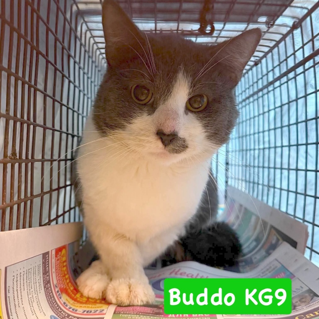 Shelter Stray Male Cat last seen , Philadelphia, PA 19140
