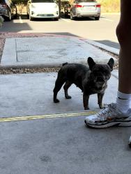 Reunited Female Dog last seen Sunset and durango, Las Vegas, NV 89148