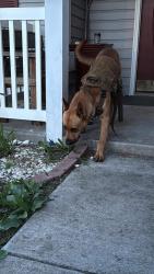 Reunited Male Dog last seen Near Snowberry Dr, Oklahoma City, OK 73165, USA, Oklahoma City, OK 73165