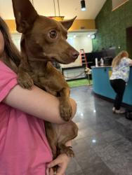 Reunited Female Dog last seen Near Crestmont Ct, Arlington, TX 76017, USA, Arlington, TX 76017