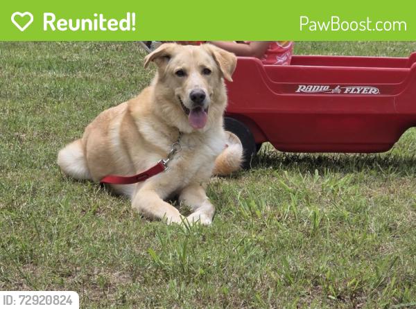 Reunited Male Dog last seen Green oaks and matlock, Arlington, TX 76017