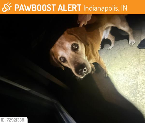 Found/Stray Male Dog last seen Gates corner drive/Oassin Ct, Indianapolis, IN 46113