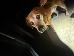 Found/Stray Male Dog last seen Gates corner drive/Oassin Ct, Indianapolis, IN 46113