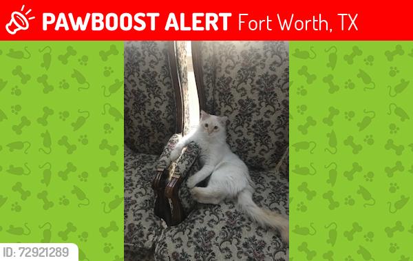 Lost Male Cat last seen Royal crest Dr & Forest Hill Dr , Fort Worth, TX 76140