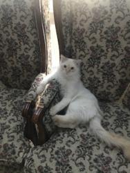 Lost Male Cat last seen Royal crest Dr & Forest Hill Dr , Fort Worth, TX 76140