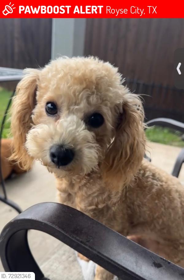 Lost Male Dog last seen Crookston lane and ellis, Royse City, TX 75189