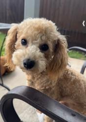Lost Male Dog last seen Crookston lane and ellis, Royse City, TX 75189