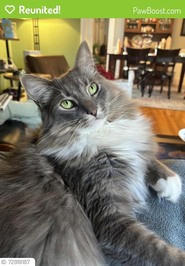 Reunited Male Cat last seen Overlook between Summer and Peter Tufts, Near Ed Burns, Stratton, Arlington, MA 02474