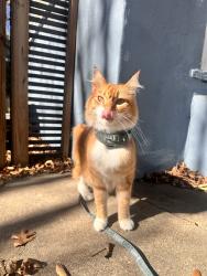 Reunited Female Cat last seen Near S 5th St, Austin, TX 78704, USA, Austin, TX 78704