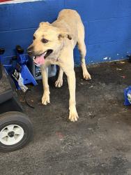 Found/Stray Female Dog last seen Saratoga and Weber , Corpus Christi, TX 78413