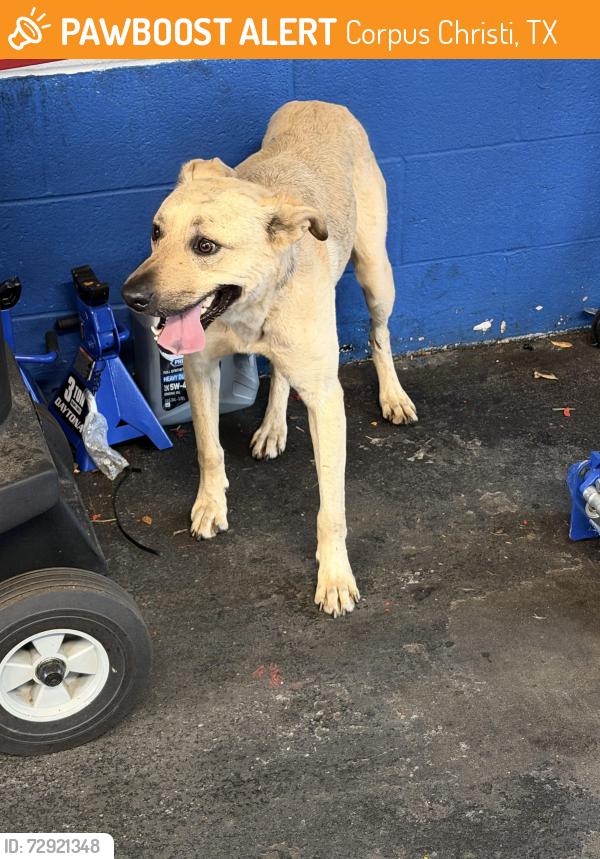 Found/Stray Female Dog last seen Saratoga and Weber , Corpus Christi, TX 78413
