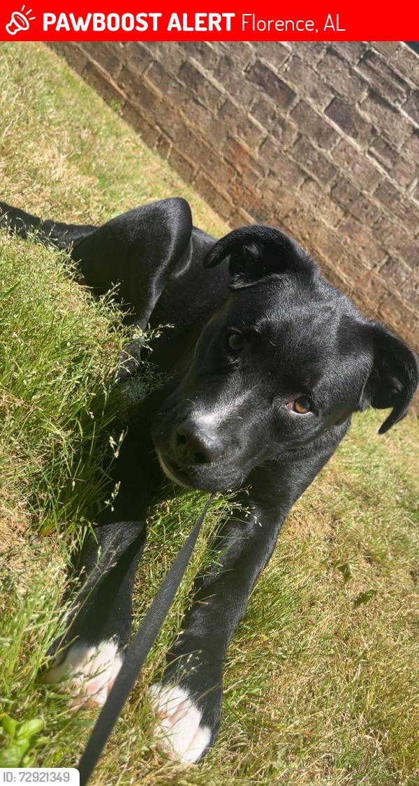 Lost Female Dog last seen hwy 47, Florence, AL 35630