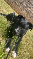 Lost Female Dog last seen hwy 47, Florence, AL 35630