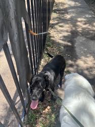 Found/Stray Female Dog last seen Hazard, Houston, TX 77098