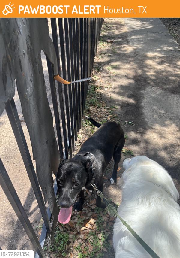 Found/Stray Female Dog last seen Hazard, Houston, TX 77098