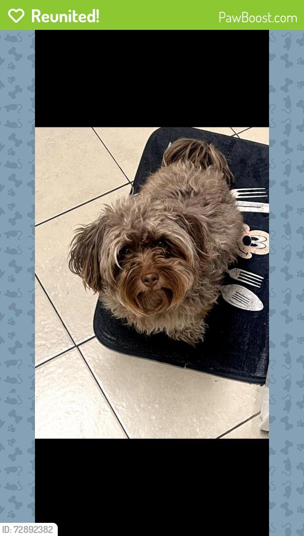 Reunited Female Dog last seen Beswick, Los Angeles, CA 90023