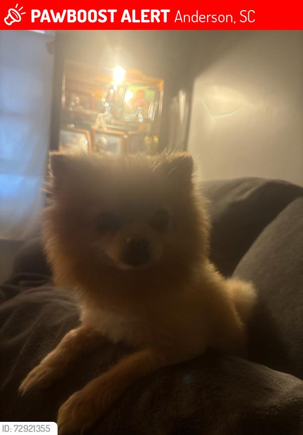 Lost Male Dog last seen Piedmont Avenue, Anderson, SC 29622
