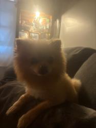 Lost Male Dog last seen Piedmont Avenue, Anderson, SC 29622