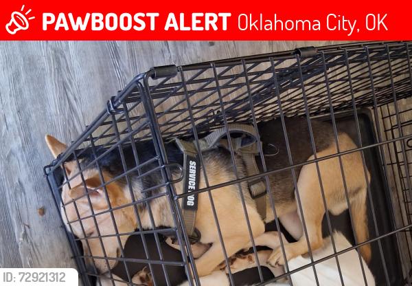 Lost Male Dog last seen Uptown @ Kelley apmts , Oklahoma City, OK 73111