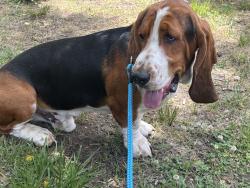 Reunited Male Dog last seen Windsong Drive, Cameron NC, Harnett County, NC 28326