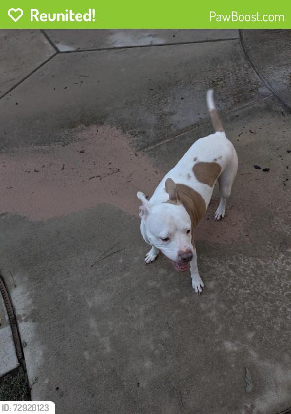 Reunited Female Dog last seen WoodForest, Montgomery, TX 77316