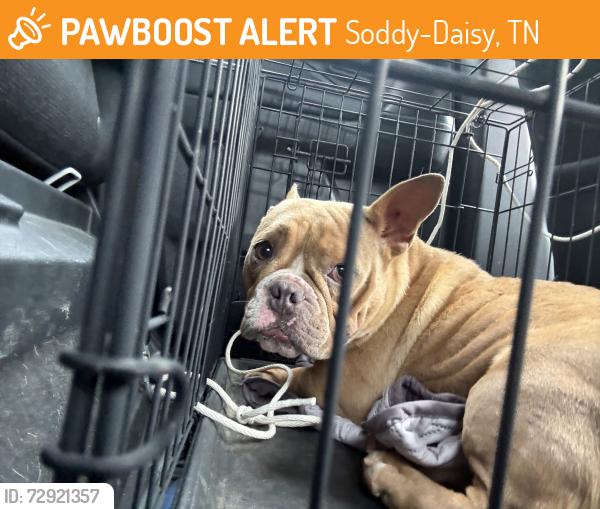 Found/Stray Unknown Dog last seen Near Lee pike, Soddy Daisy , Soddy-Daisy, TN 37379