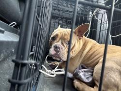 Found/Stray Unknown Dog last seen Near Lee pike, Soddy Daisy , Soddy-Daisy, TN 37379