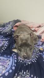 Found/Stray Female Dog last seen 59th ave and Glendale , Glendale, AZ 85301