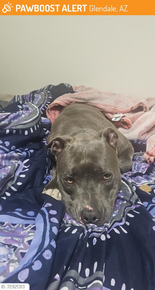 Found/Stray Female Dog last seen 59th ave and Glendale , Glendale, AZ 85301