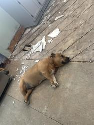 Reunited Male Dog last seen Welcome, Greenville, SC 29611