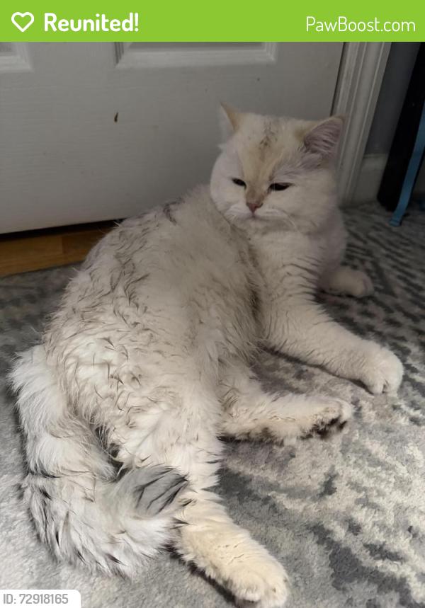 Reunited Male Cat last seen Near st , Queens, NY 11365