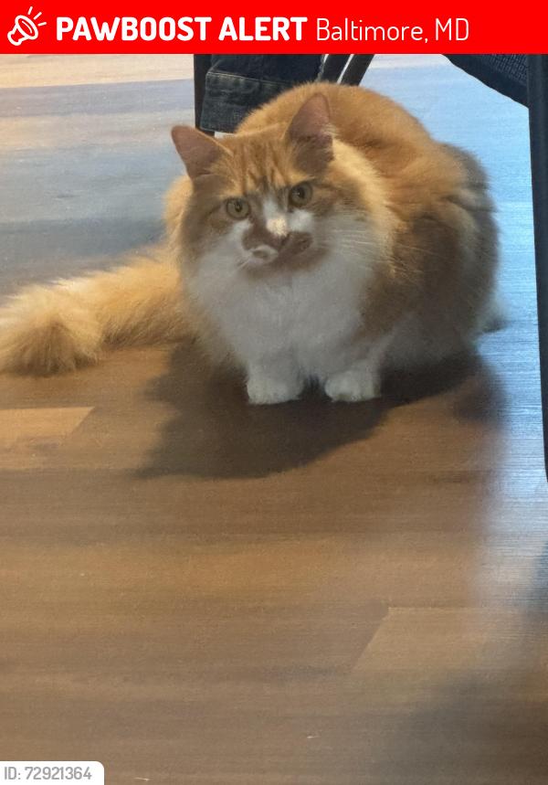 Lost Male Cat last seen Near Lerner ct, Baltimore, MD 21236