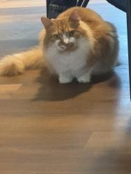 Lost Male Cat last seen Near Lerner ct, Baltimore, MD 21236