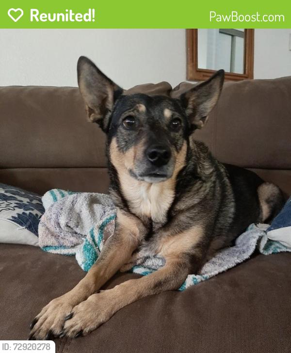 Reunited Female Dog last seen Community Dr and Sylvan Rd, Citrus Heights, CA 95610