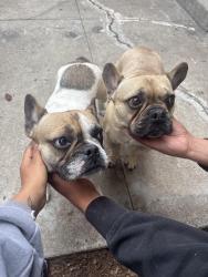 Found/Stray Male Dog last seen Terra Bella and Beachy, Los Angeles, CA 91335