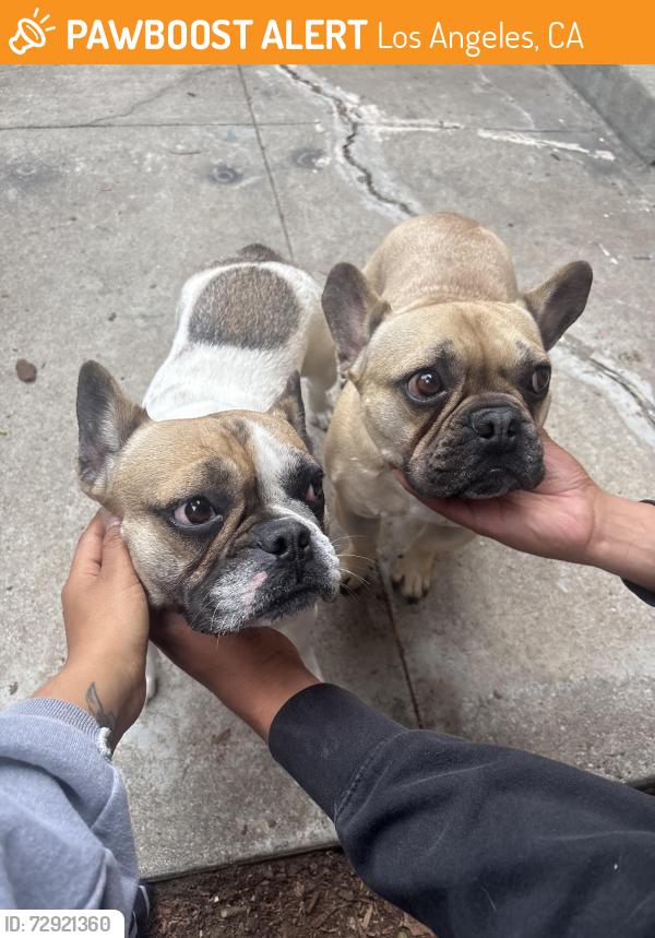 Found/Stray Male Dog last seen Terra Bella and Beachy, Los Angeles, CA 91335